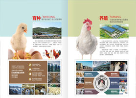 公司实力